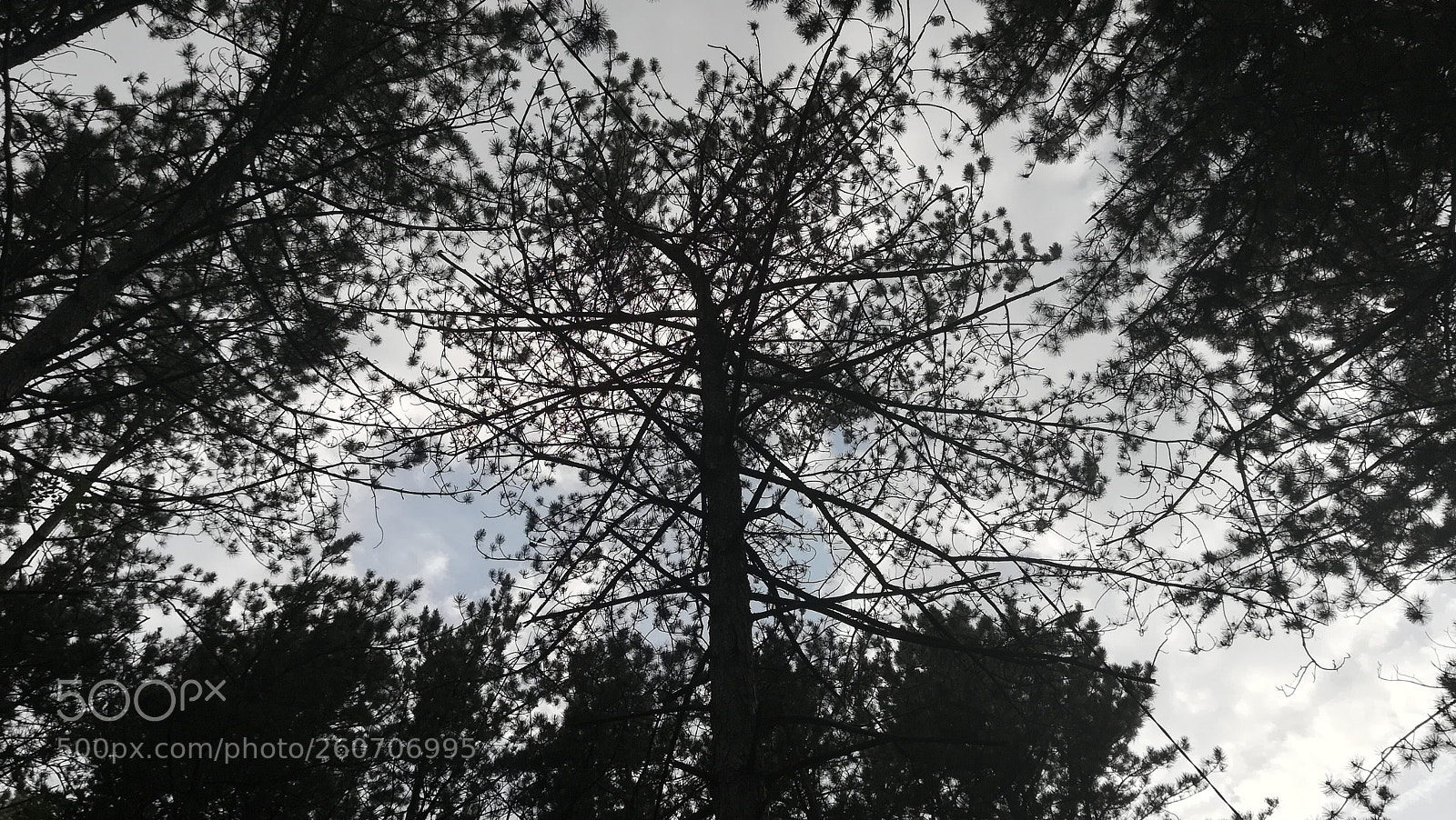 HUAWEI P10 lite sample photo. Clouds 'n' branches photography