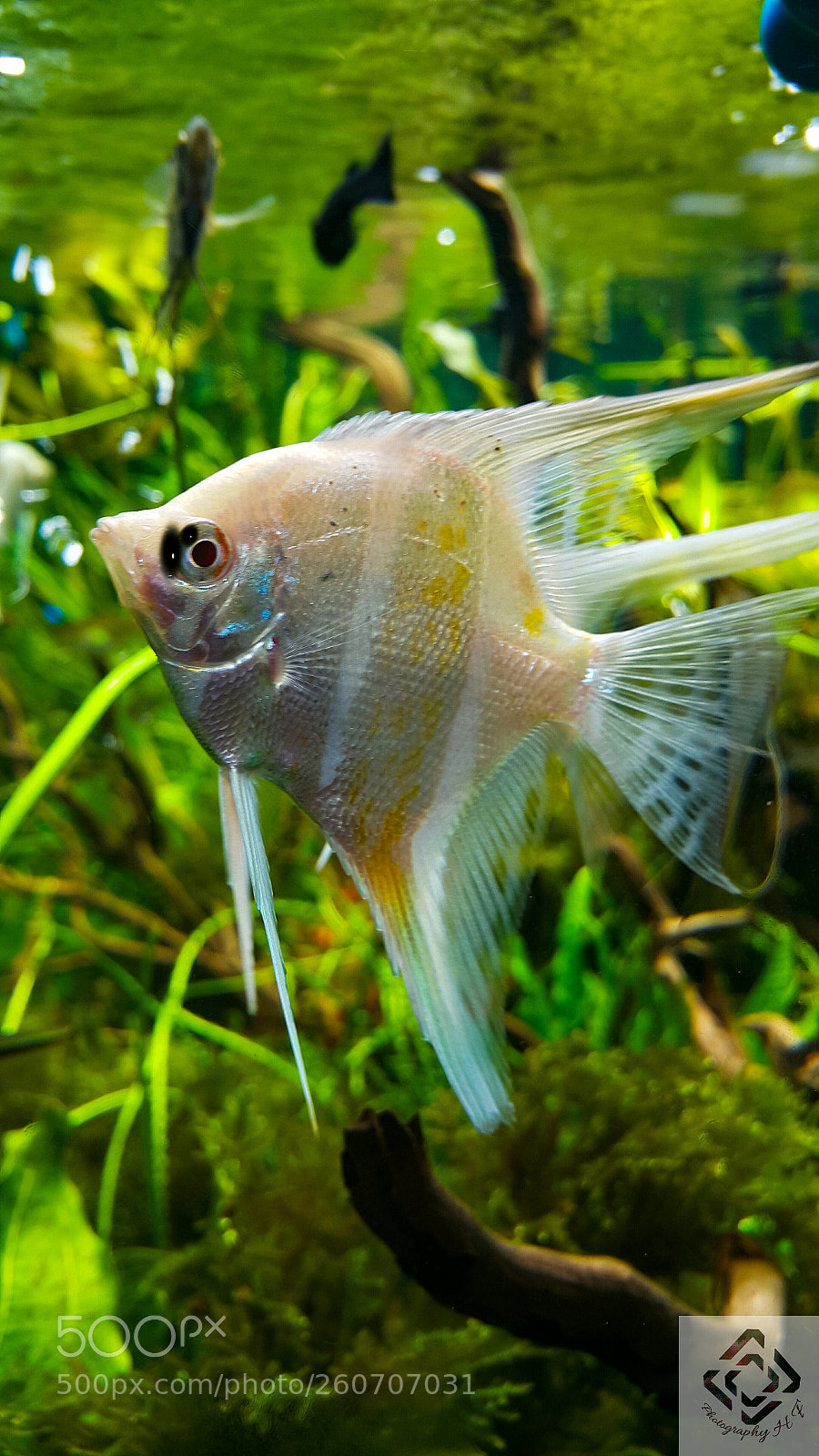 Samsung Galaxy Note4 sample photo. Little fish photography