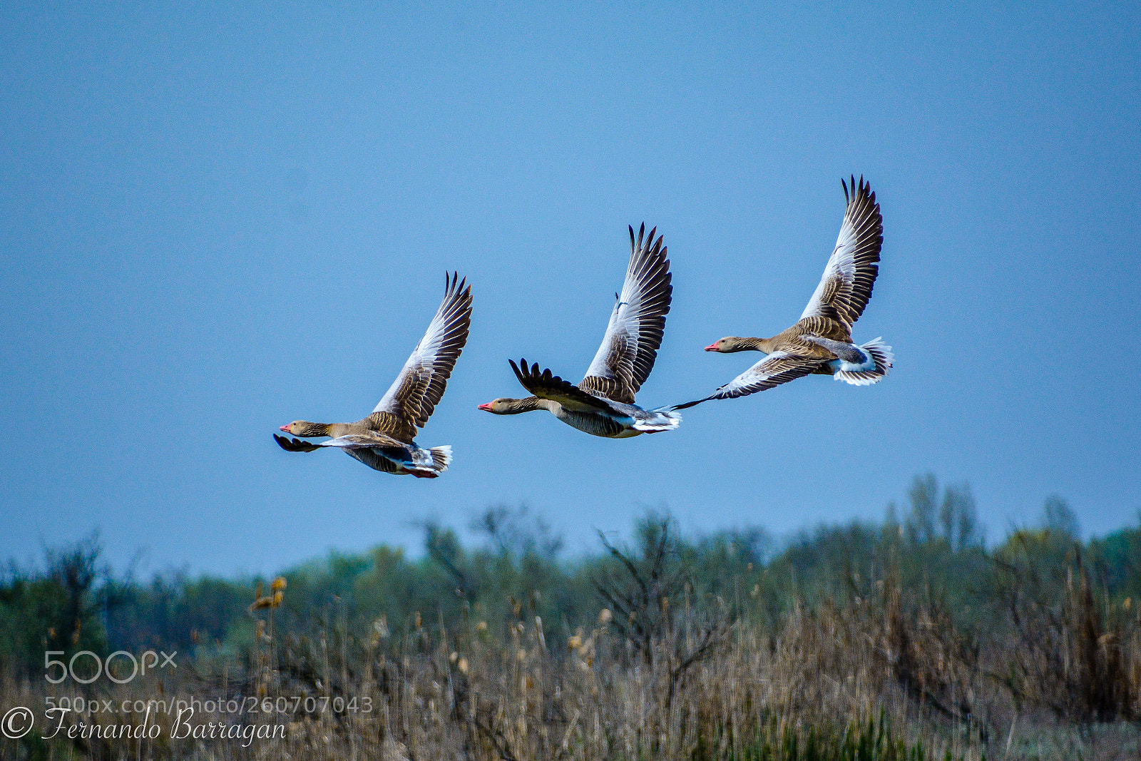 Nikon D7100 sample photo. Gansos en vuelo photography