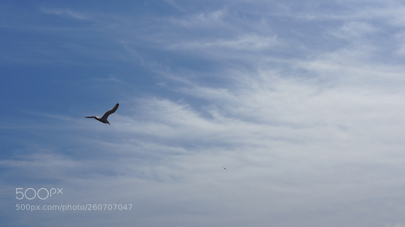 Sony SLT-A55 (SLT-A55V) sample photo. Free flight photography