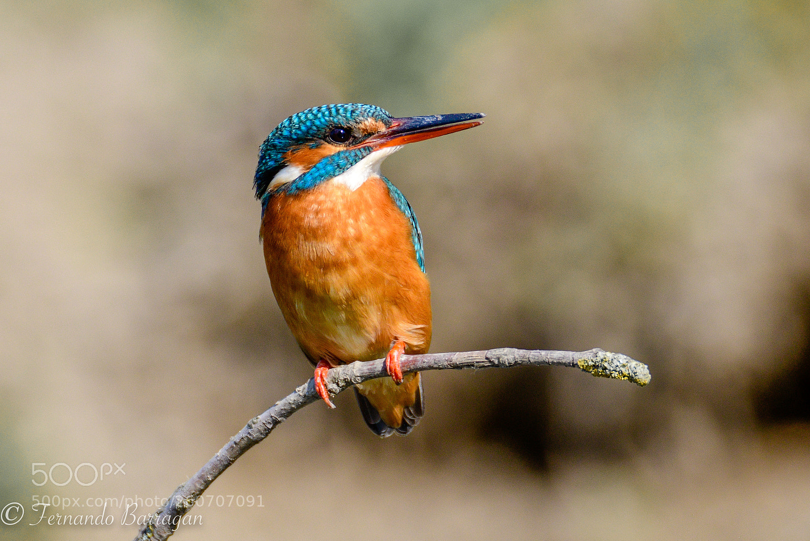 Nikon D500 sample photo. Kingfisher photography
