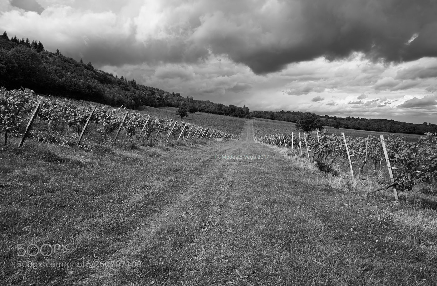 Nikon D600 sample photo. Storm over the vineyard photography