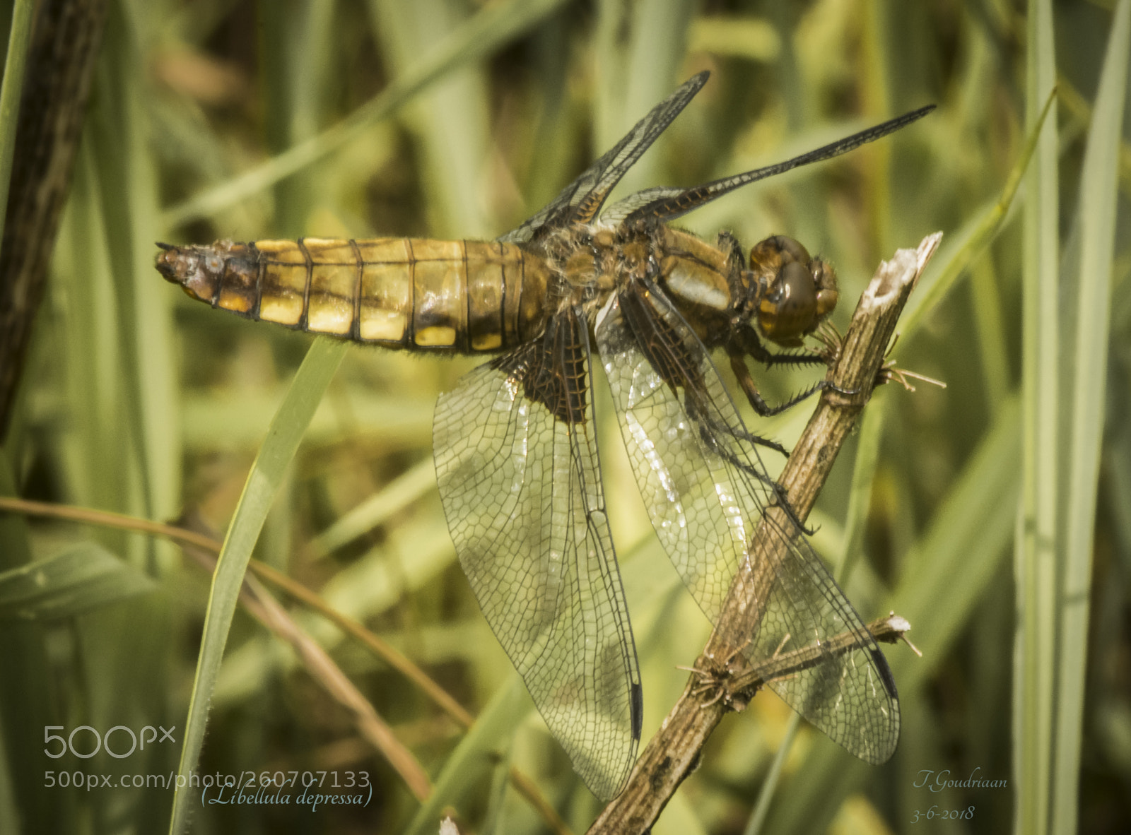 Nikon D5300 sample photo. Dragonfly (libellula depressa) photography