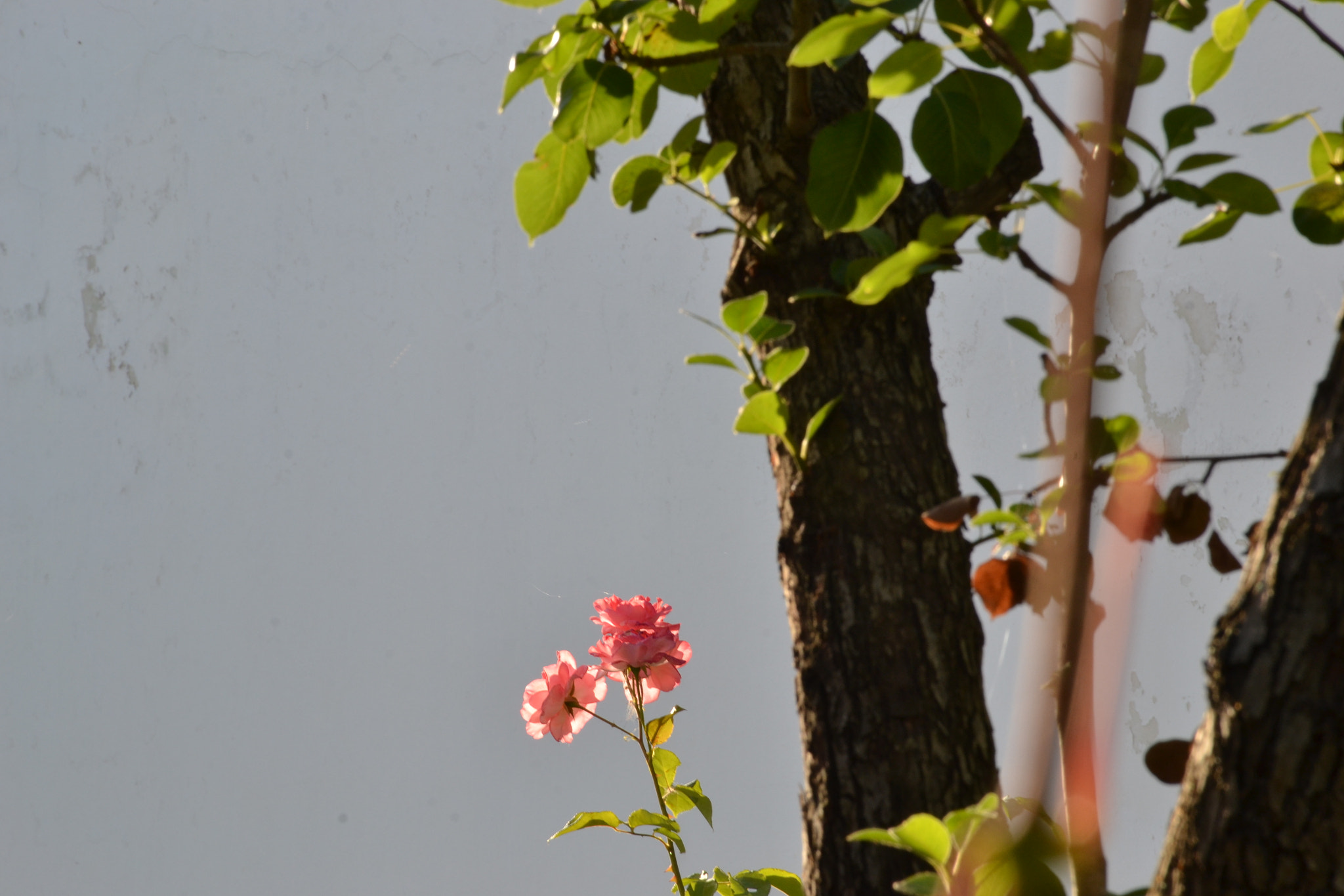 Nikon D3100 sample photo. Roses-1 photography