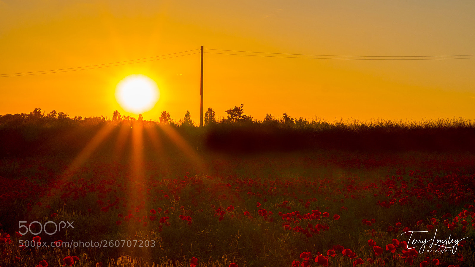 Panasonic Lumix DC-G9 sample photo. Golden rays on red photography