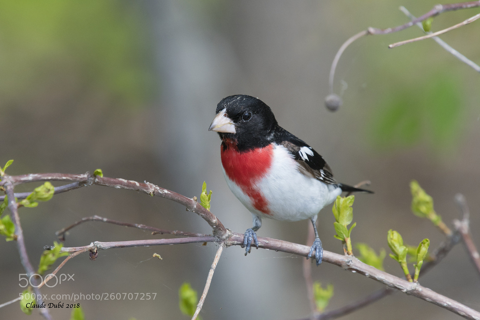 Nikon D500 sample photo. Cardinal a poitrine rose photography