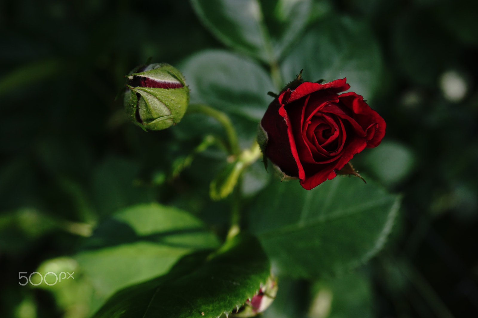 Sony a6000 + Sony E 18-50mm F4-5.6 sample photo. Red velvet rose photography