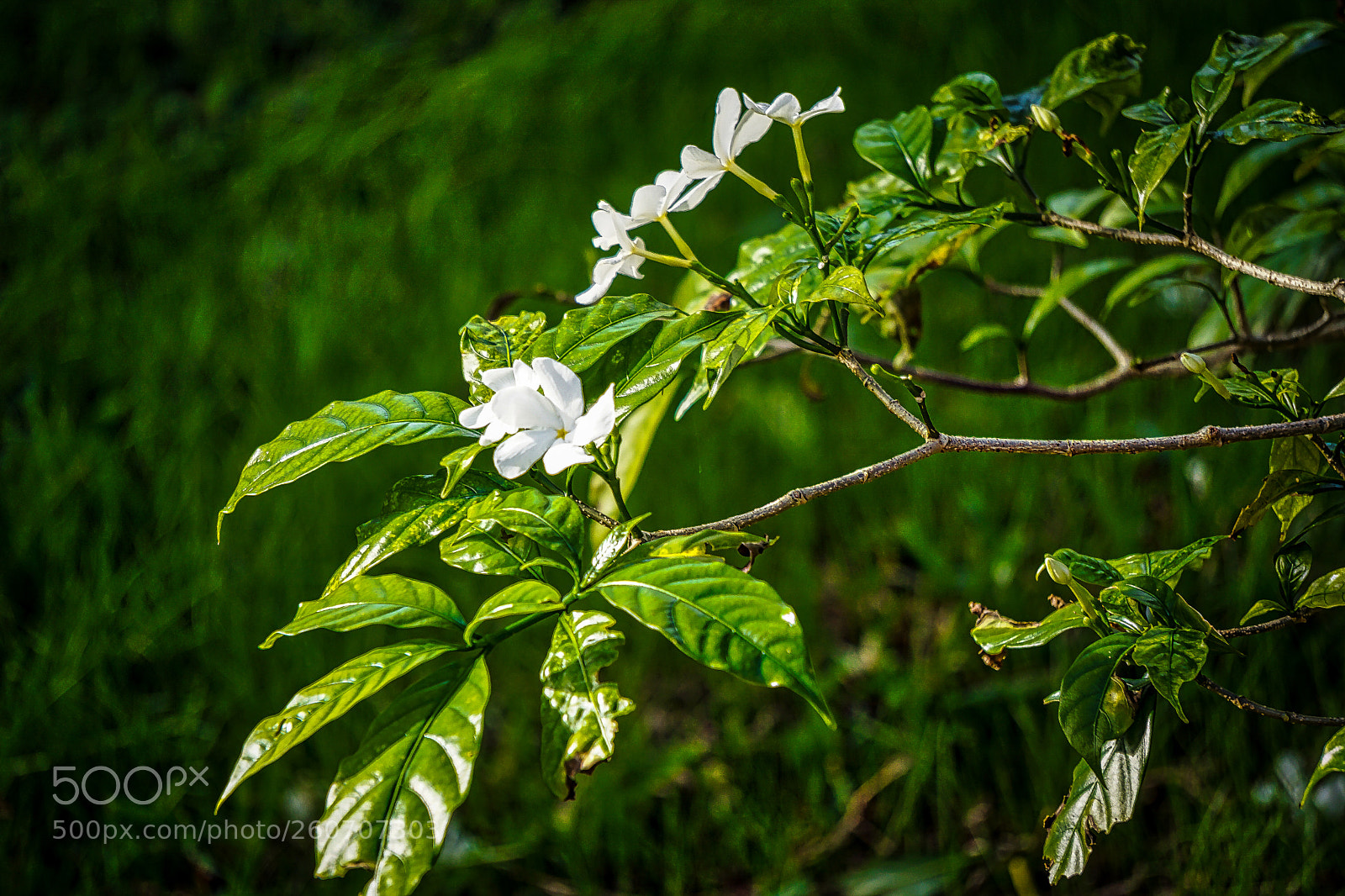 Sony a6000 sample photo. Garden surprise photography