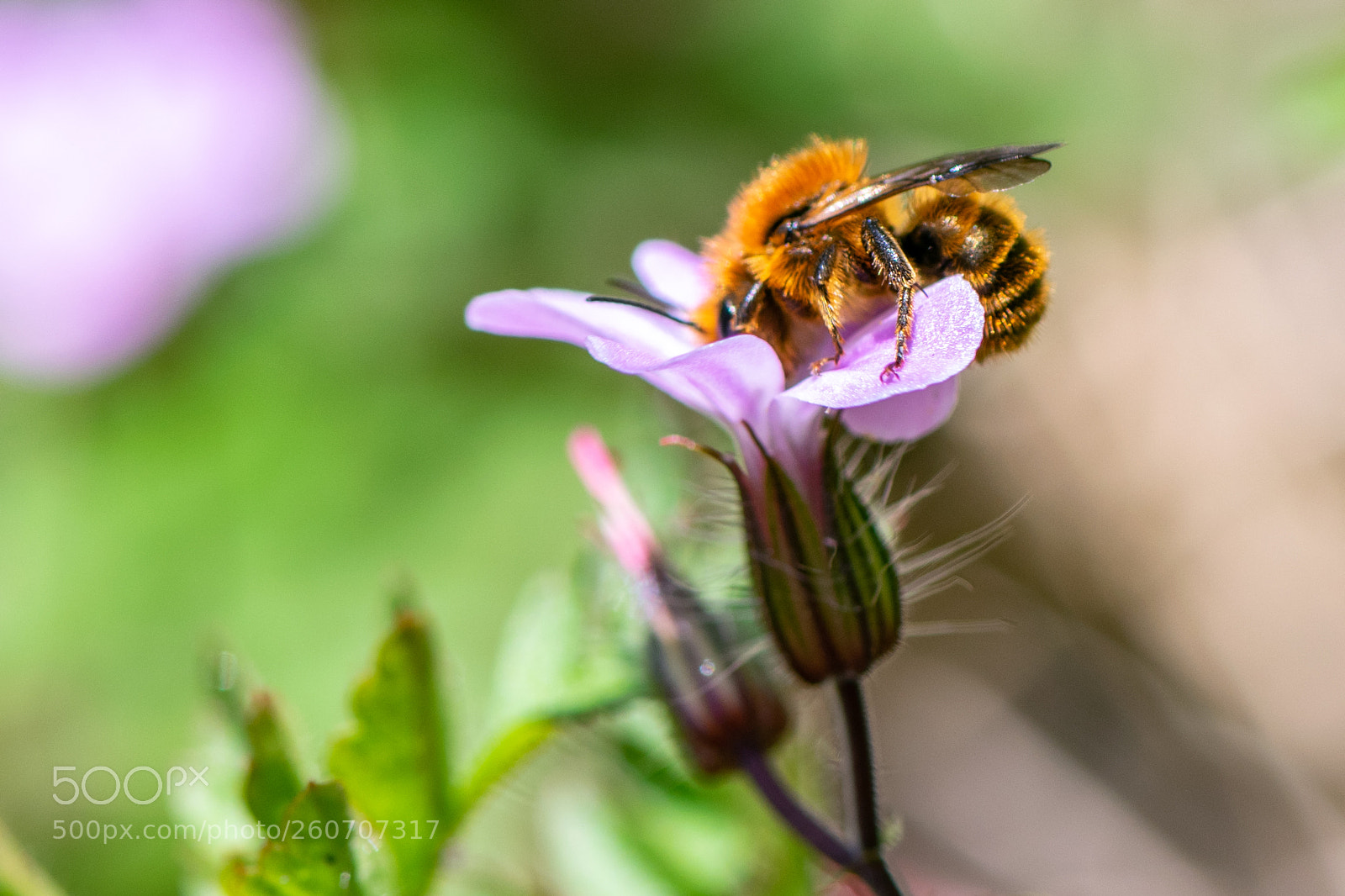 Nikon D3300 sample photo. Bee & flower photography