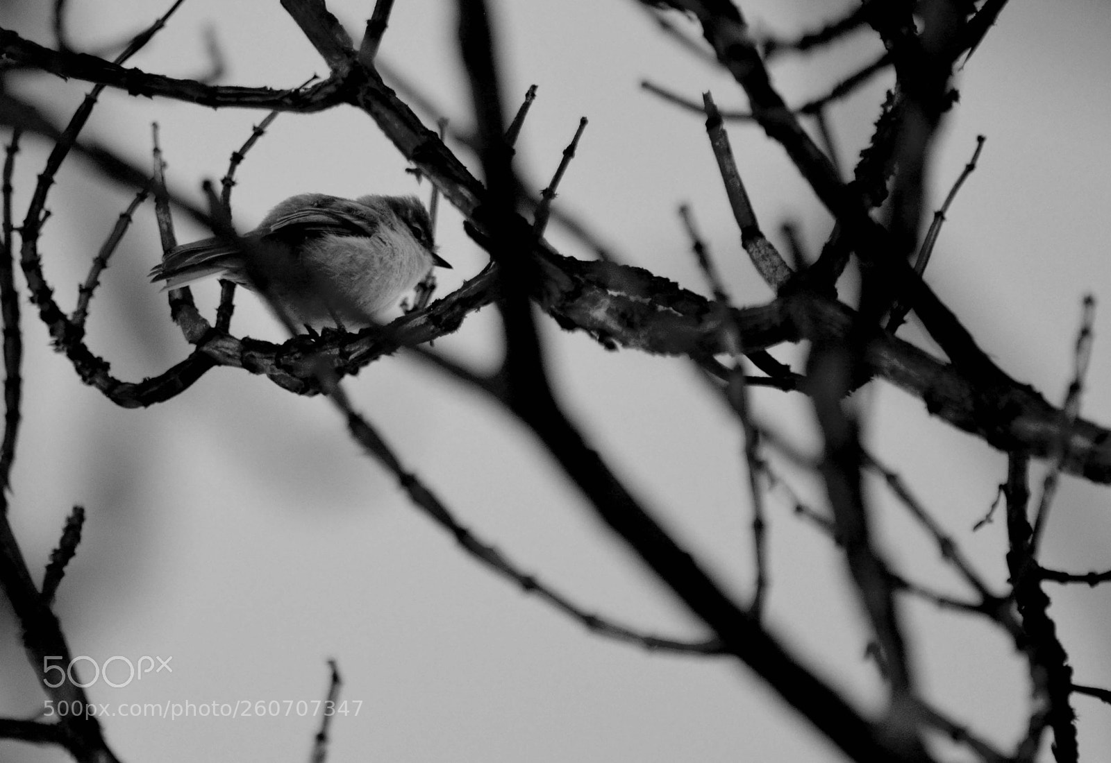 Nikon D5200 sample photo. Bucólico outuno photography