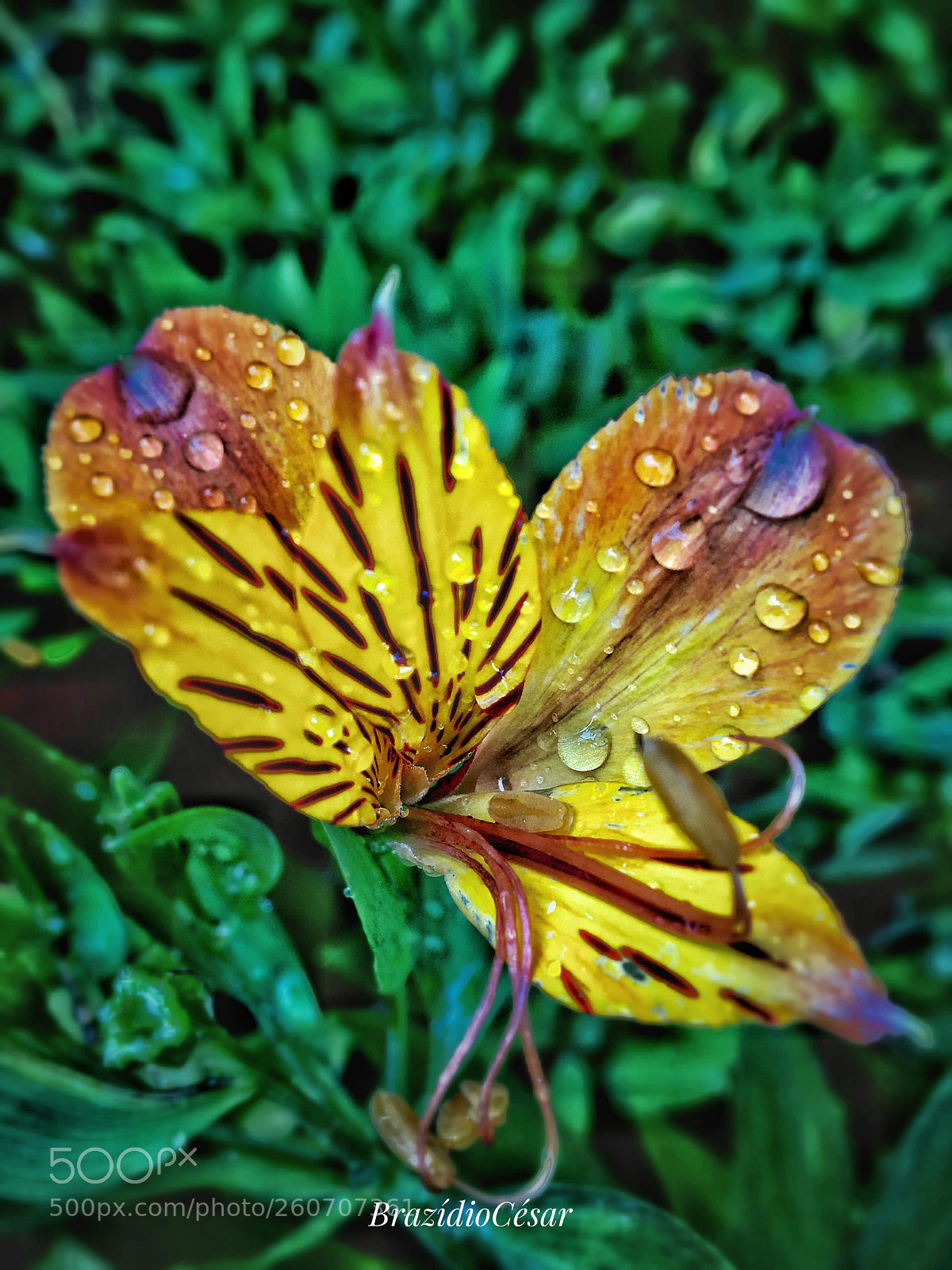 Apple iPhone 6s sample photo. Untitled photography