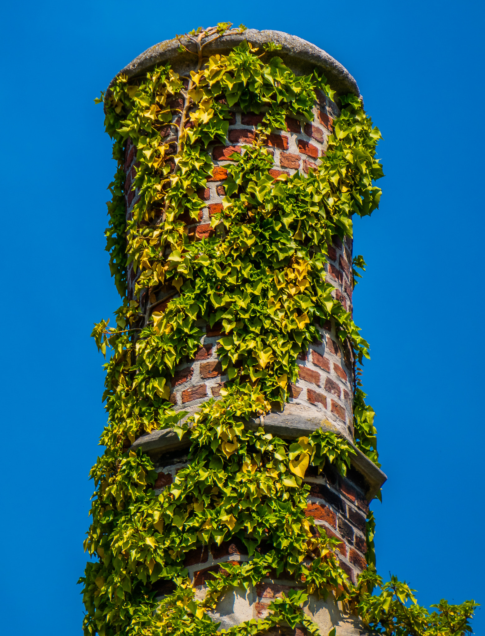 Panasonic DC-TZ200 sample photo. Ivy covered chimney (building- bruges) photography