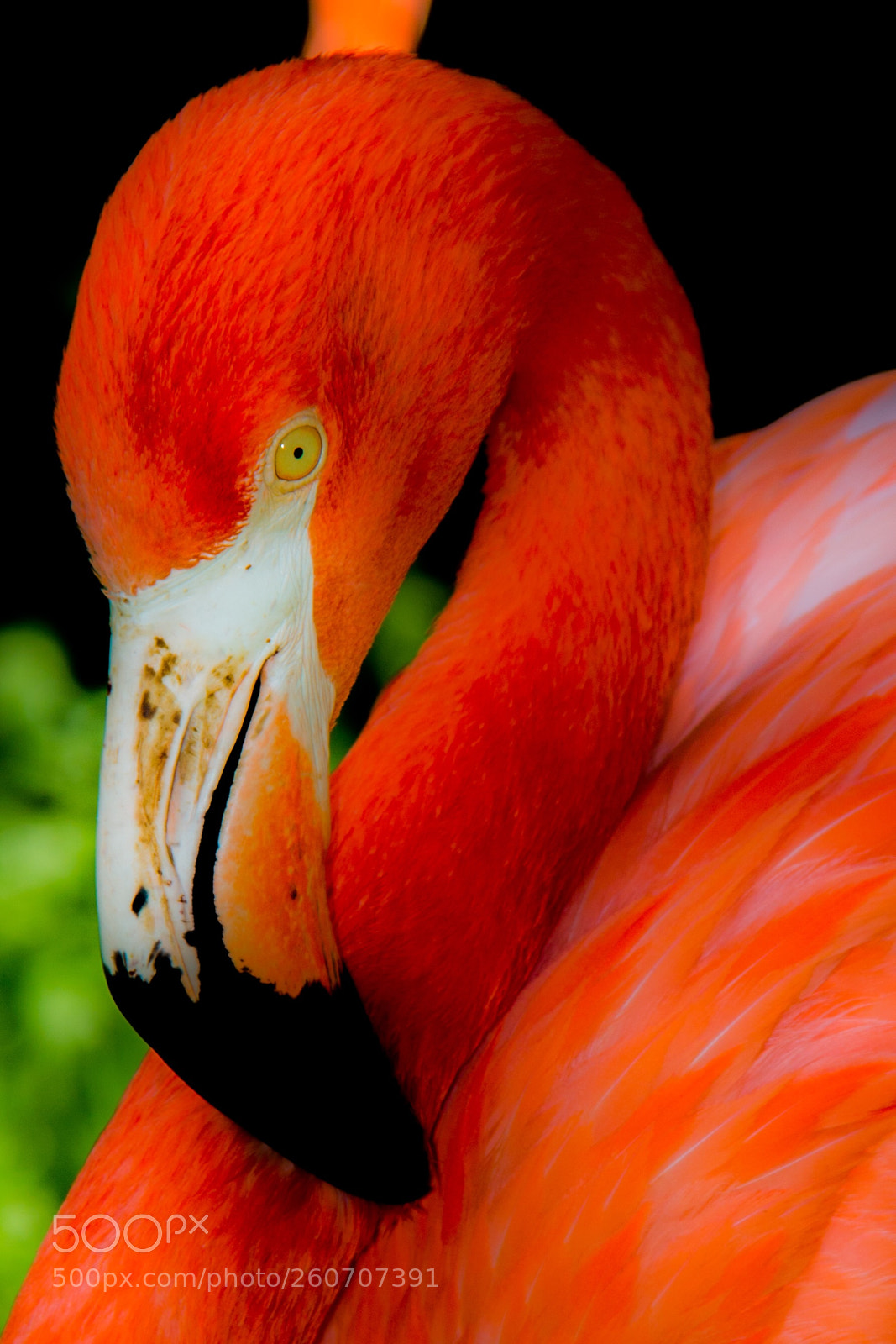 Canon EOS 70D sample photo. Flamingo photography
