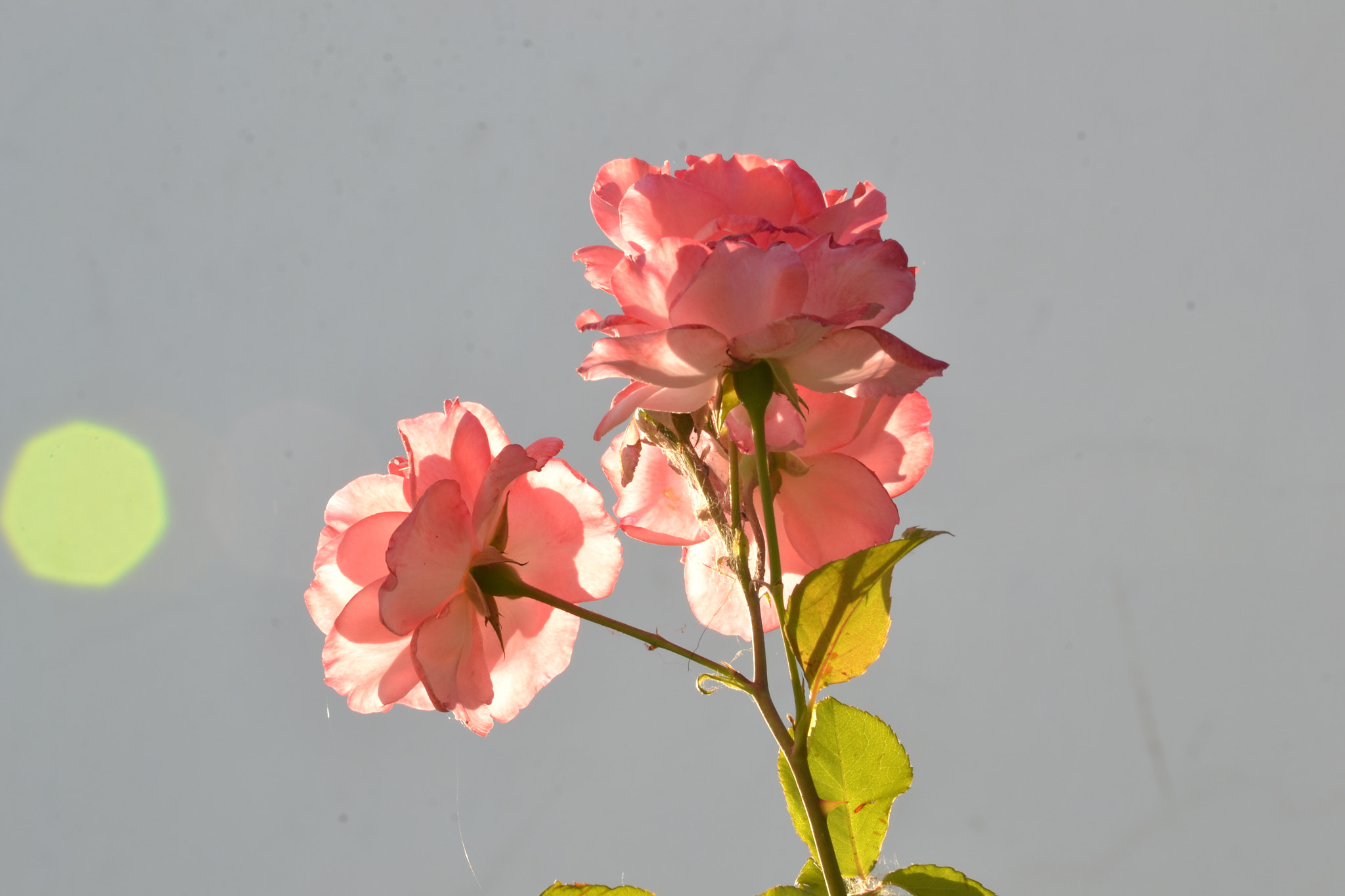 Nikon D3100 sample photo. Roses-2 photography
