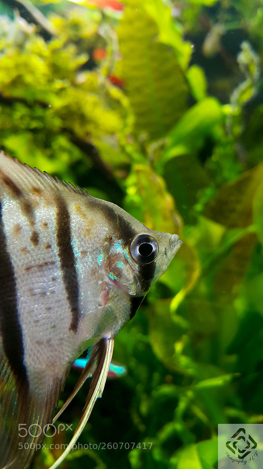 Samsung Galaxy Note4 sample photo. Fish photography