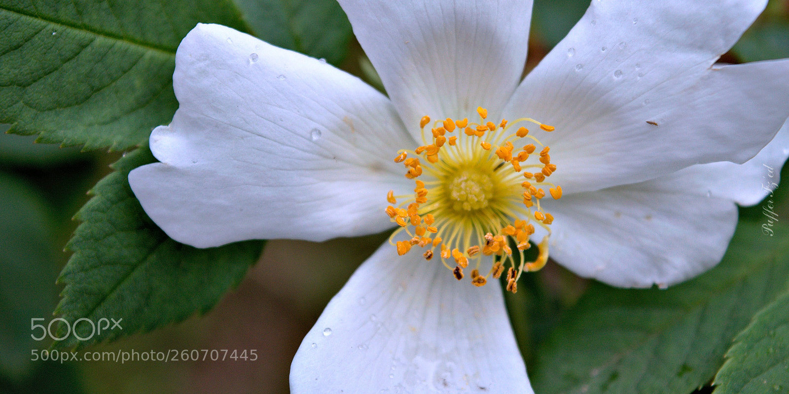 Nikon D3300 sample photo. Flower photography