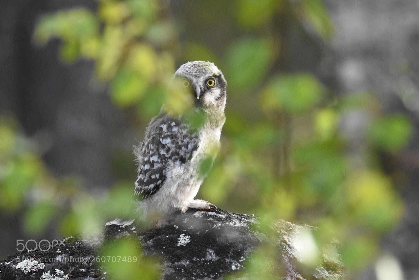 Nikon D7200 sample photo. One more owl photography