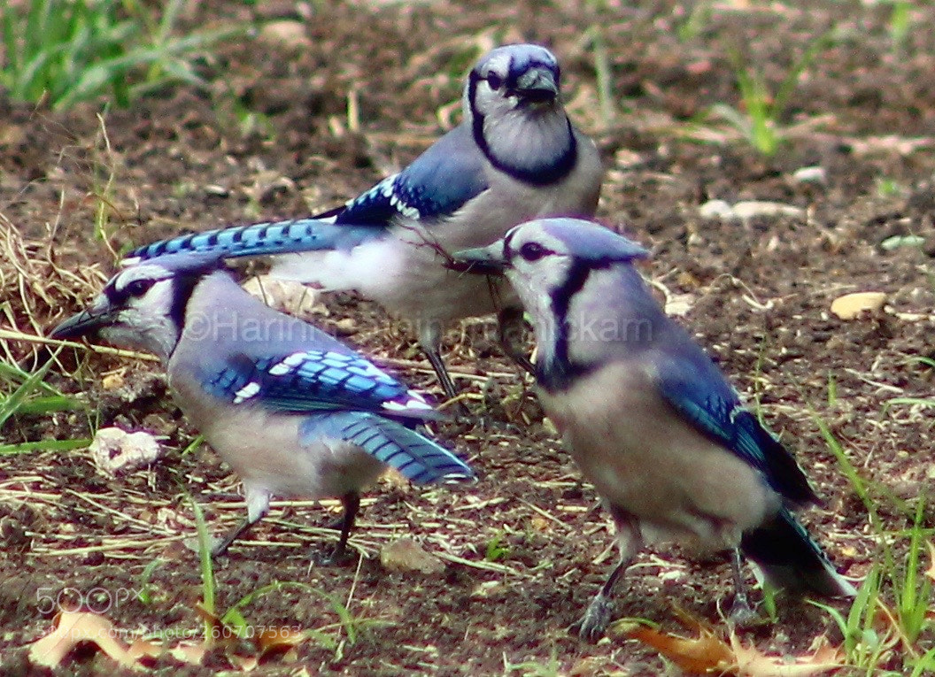 Canon EOS 600D (Rebel EOS T3i / EOS Kiss X5) sample photo. Blue jays photography