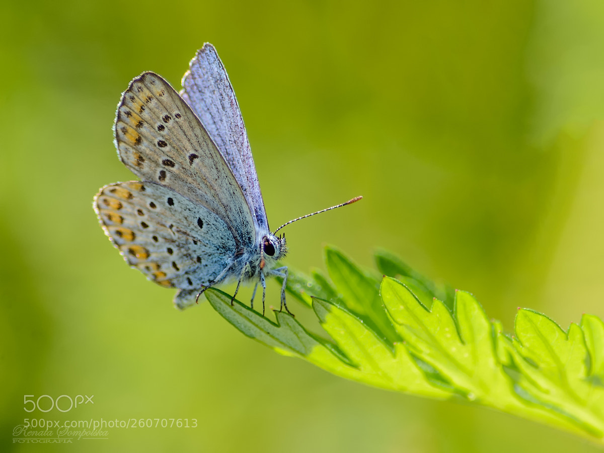 Nikon D7100 sample photo. Modraszek ikar (polyommatus icarus) photography