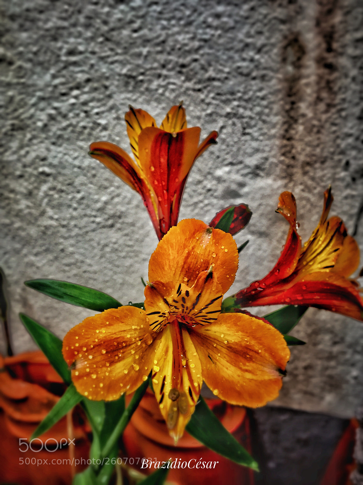 Apple iPhone 6s sample photo. Untitled photography
