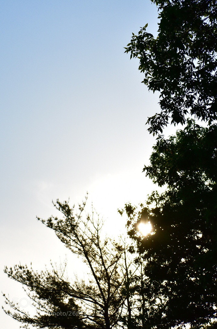 Nikon D3400 sample photo. Accidental heart photography