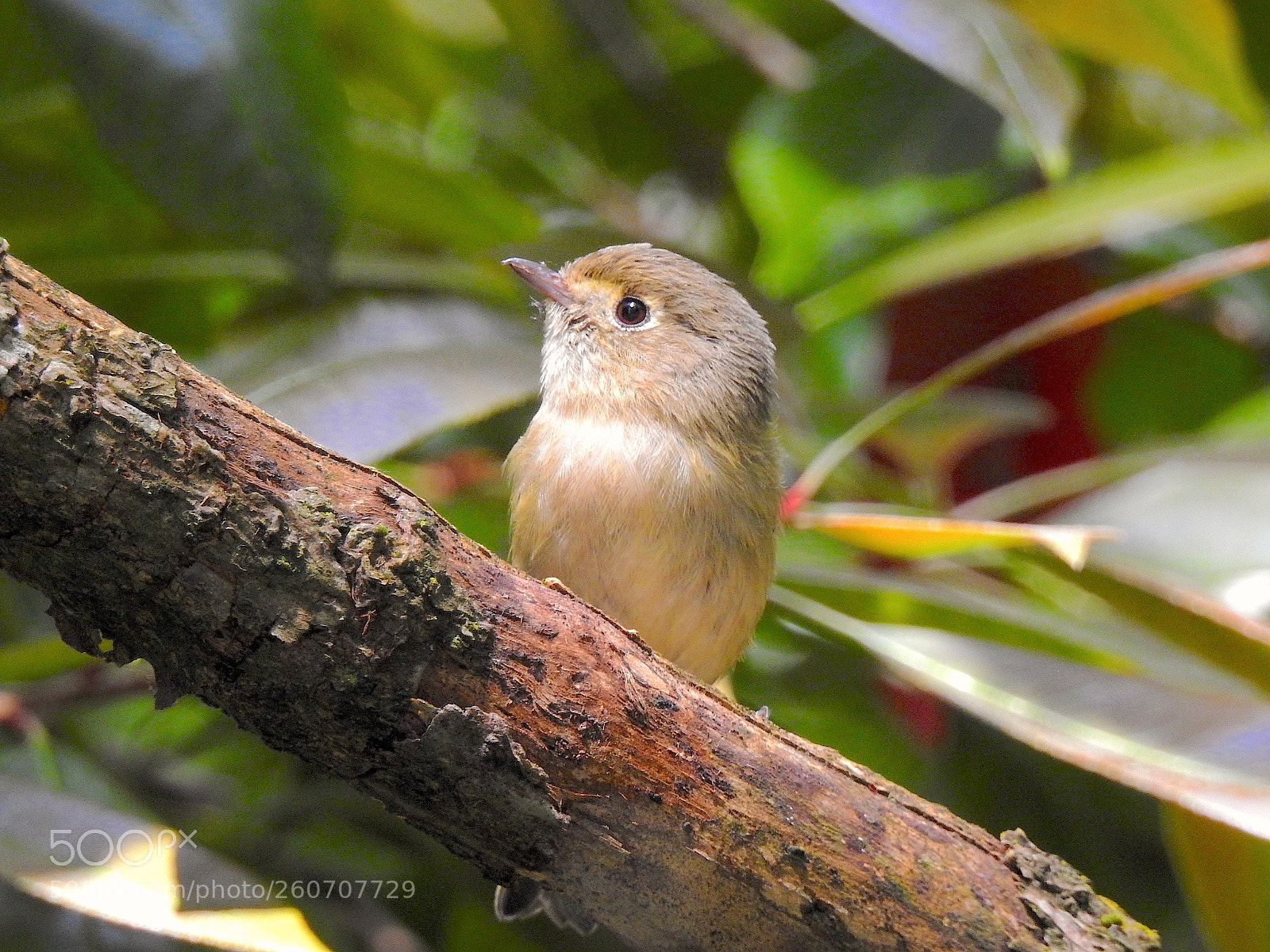Nikon Coolpix P900 sample photo. Hutton's vireo photography