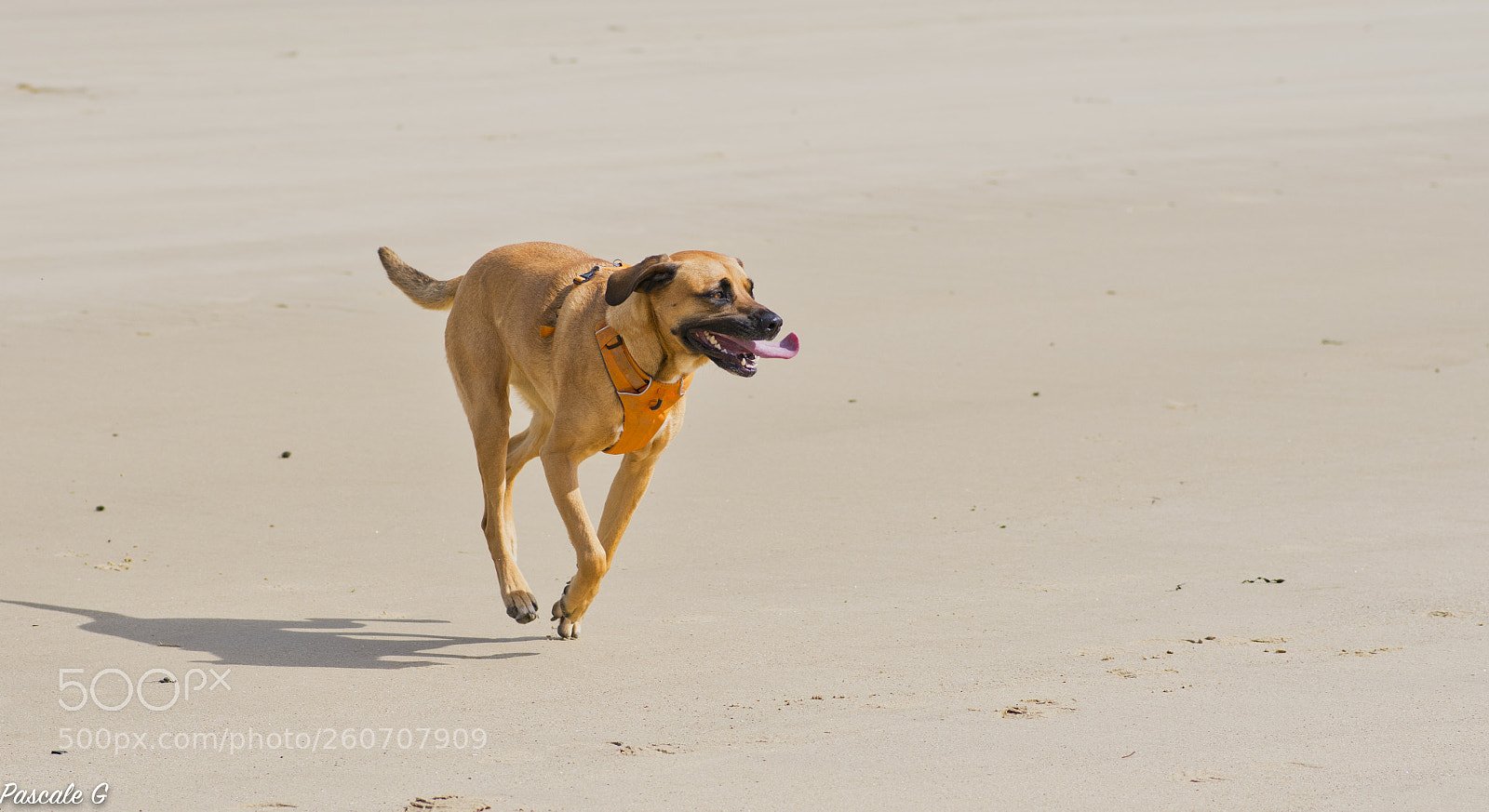 Nikon D7100 sample photo. Running on the beach photography