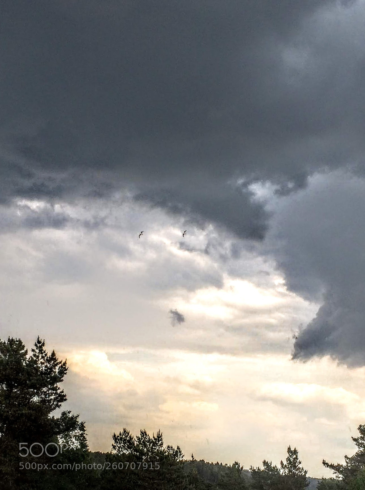 Apple iPhone 5s sample photo. Gulls anticipating rain and photography