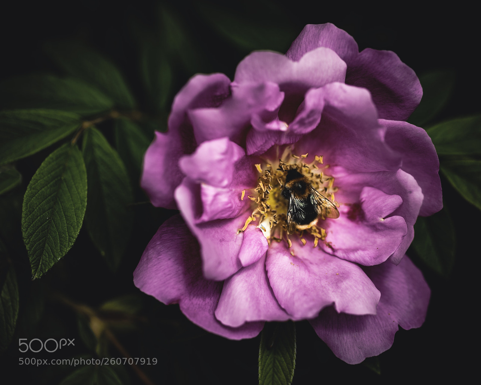 Canon EOS 5D Mark IV sample photo. Pretty in pink photography
