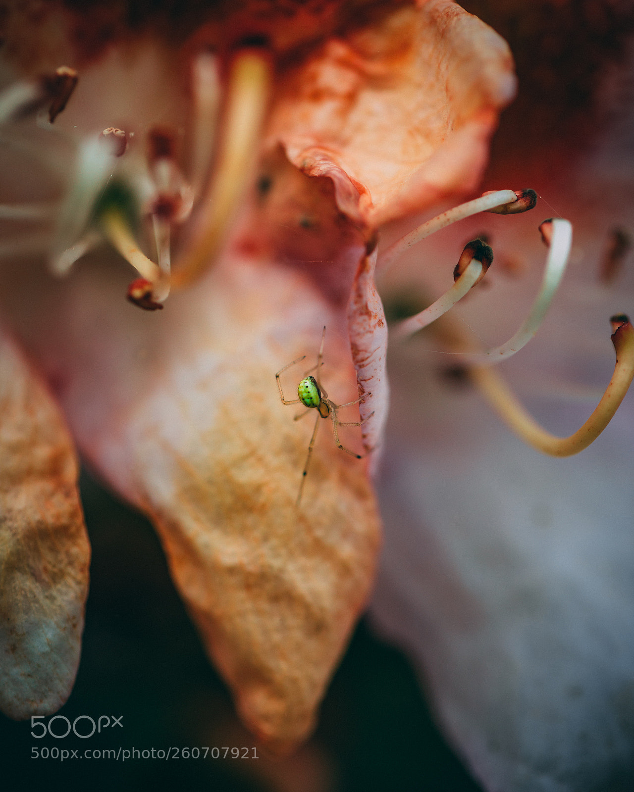 Canon EOS 5D Mark IV sample photo. Home photography