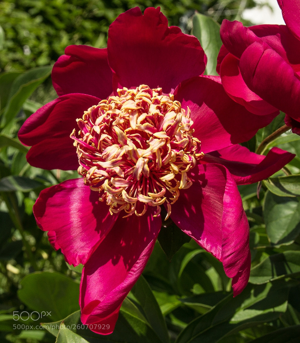 Canon EOS 1200D (EOS Rebel T5 / EOS Kiss X70 / EOS Hi) sample photo. Paeonia officinalis photography