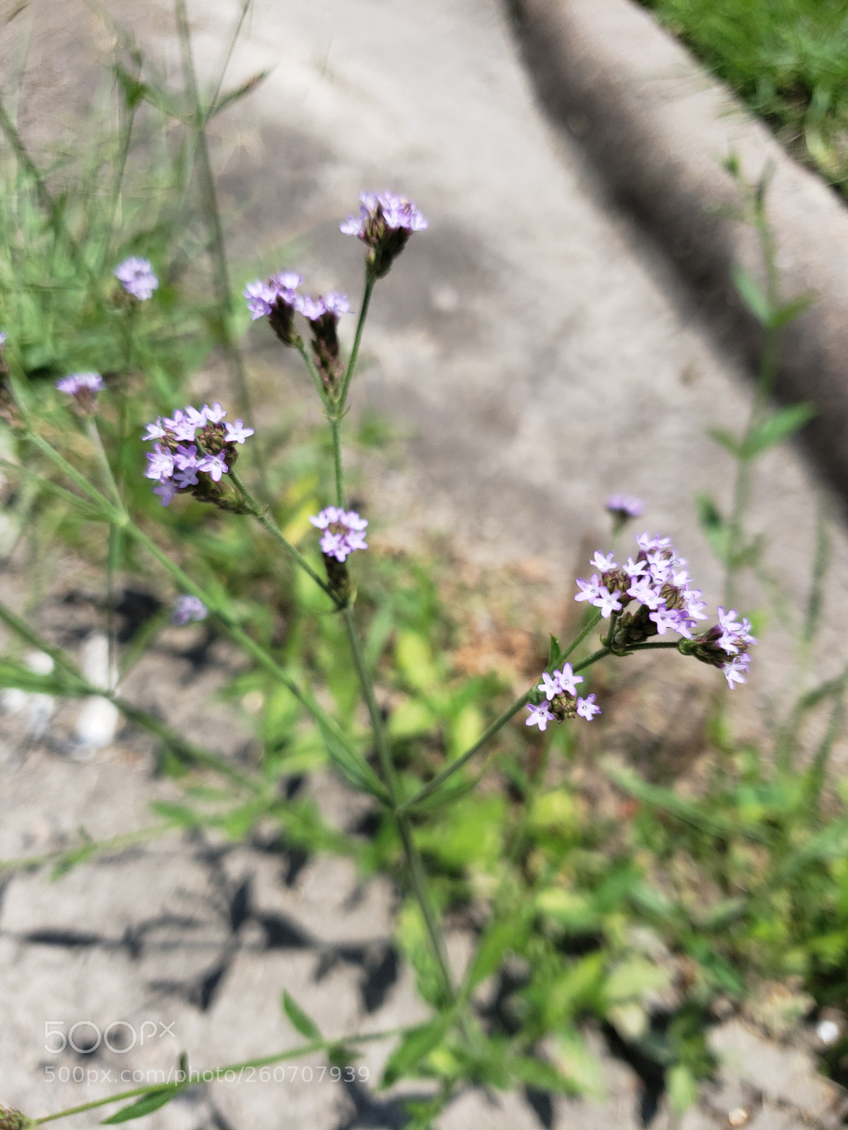 Samsung Galaxy S9 sample photo. Untitled photography
