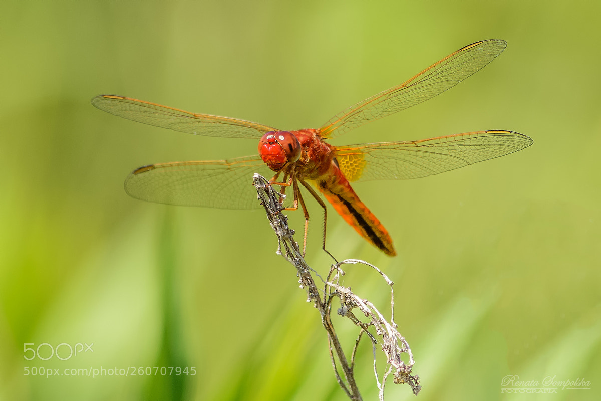 Nikon D7100 sample photo. Szafranka czerwona (crocothemis erythraea) photography