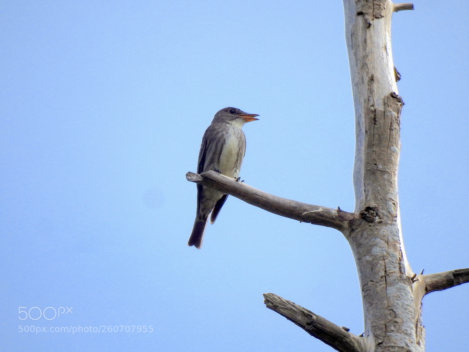 Nikon Coolpix P900 sample photo. Olive-sided flycatcher photography