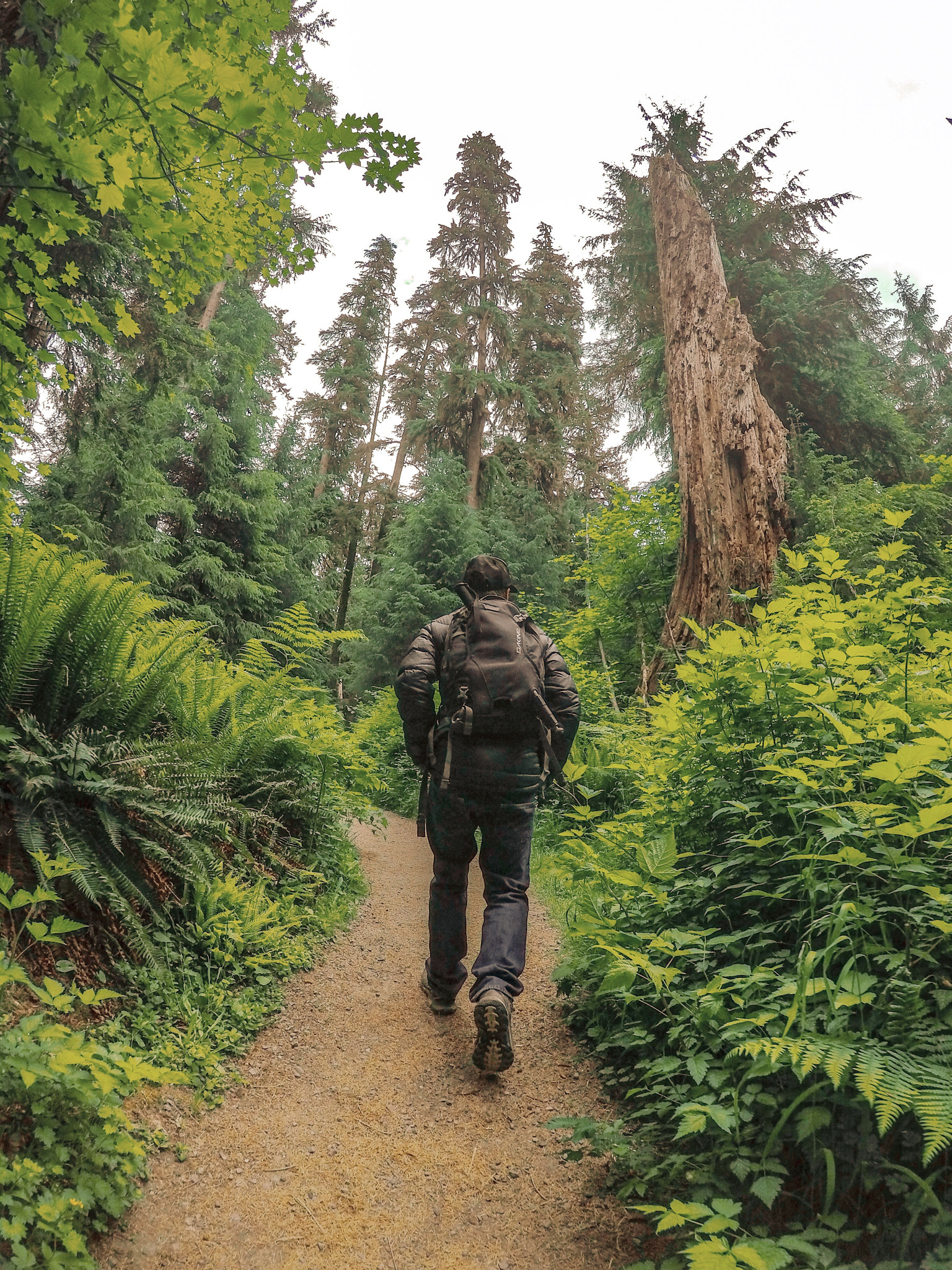 GoPro Hero5 Black sample photo. Stroll through the old growth photography