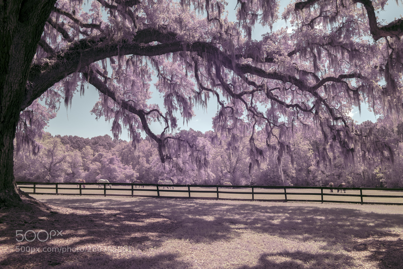 Sony a7R sample photo. Boone hall photography