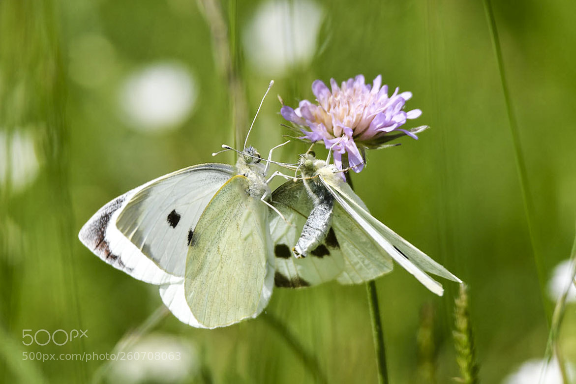 Nikon D7500 sample photo. Senza titolo photography