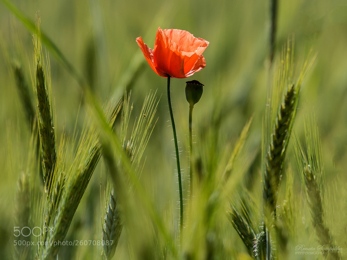 Nikon D7100 sample photo. Mak polny (papaver rhoeas) photography