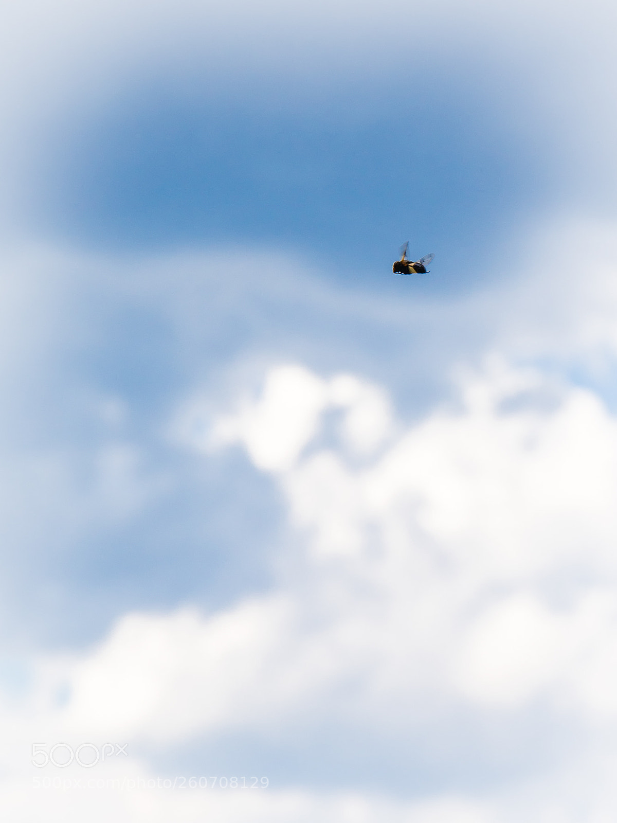 Canon EOS 5D Mark IV sample photo. Hovering bug photography