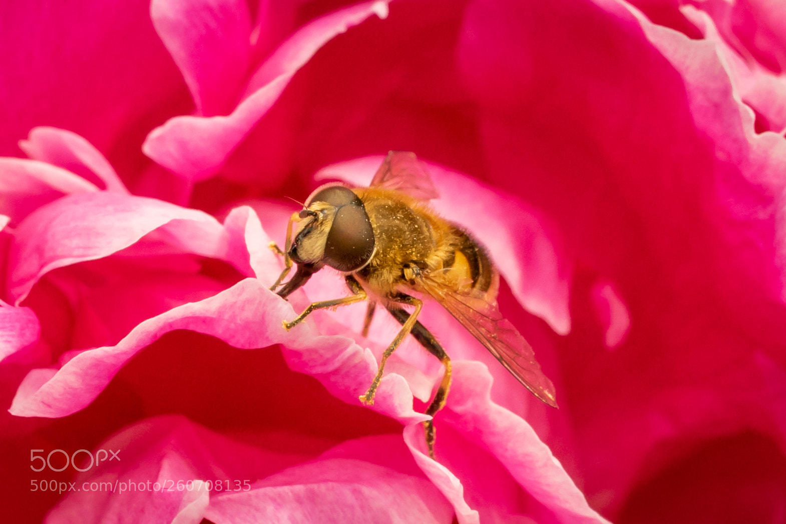 Sony a7 II sample photo. Hoverfly photography