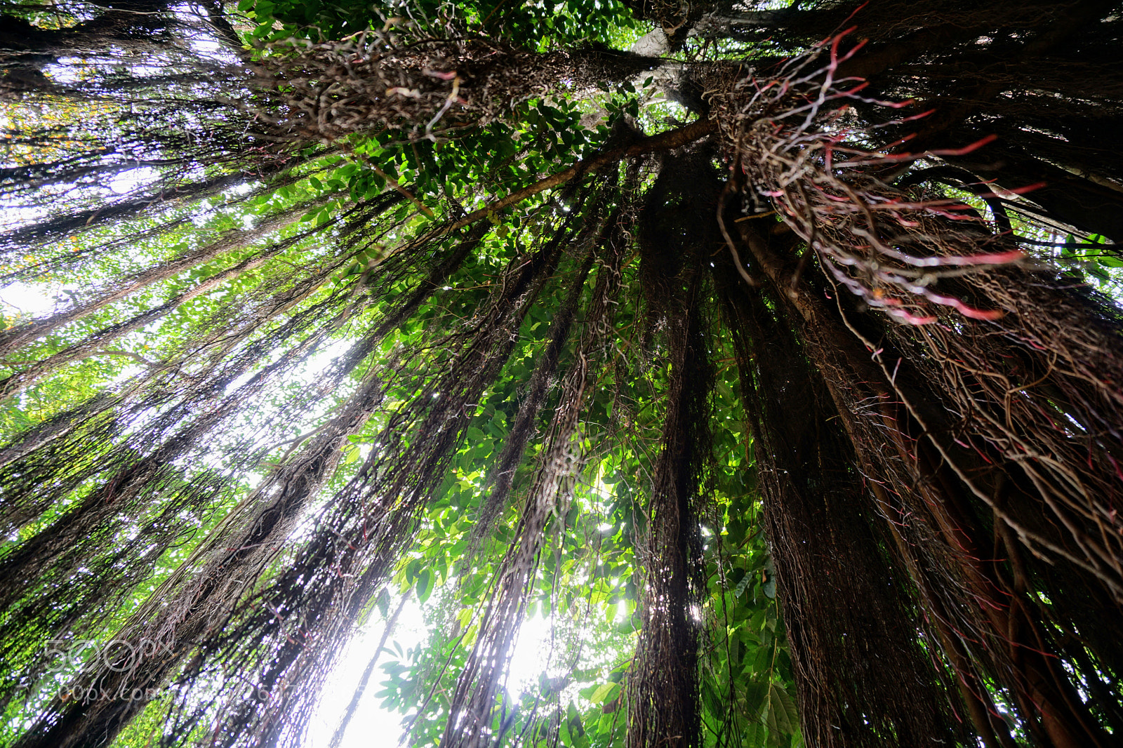 Sony a6000 sample photo. A tree crown view photography