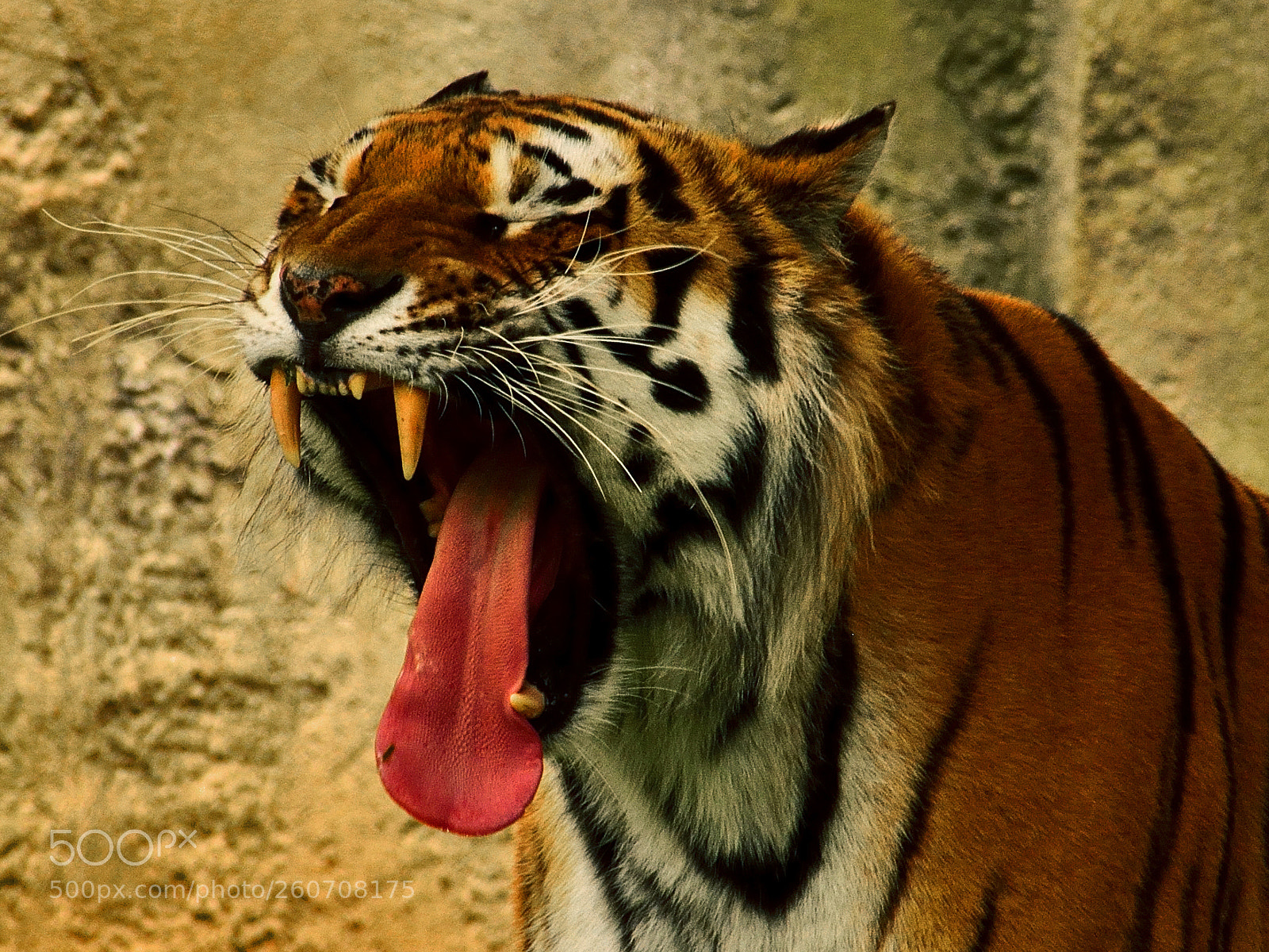 Nikon D3300 sample photo. Tiger photography