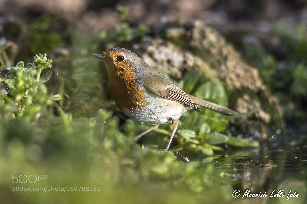 Nikon D850 sample photo. Pettirosso.jpg photography