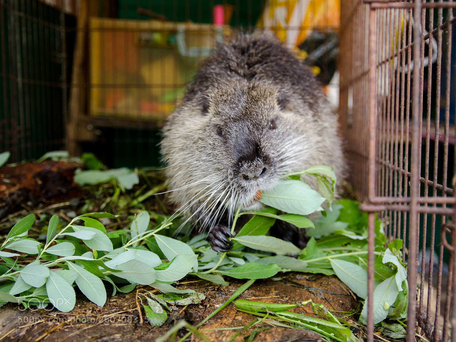 Nikon D5100 sample photo. Coypu photography