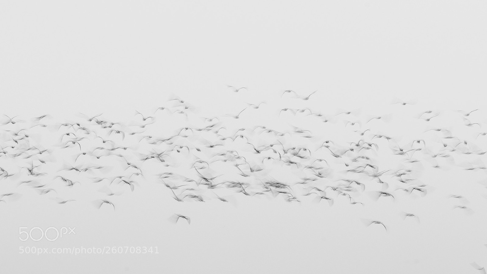 Nikon D5100 sample photo. The migration has begun photography