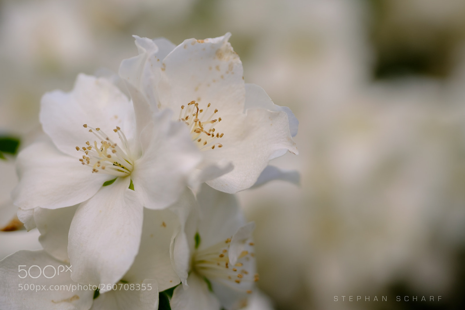 Fujifilm X-T10 sample photo. Rosebush photography