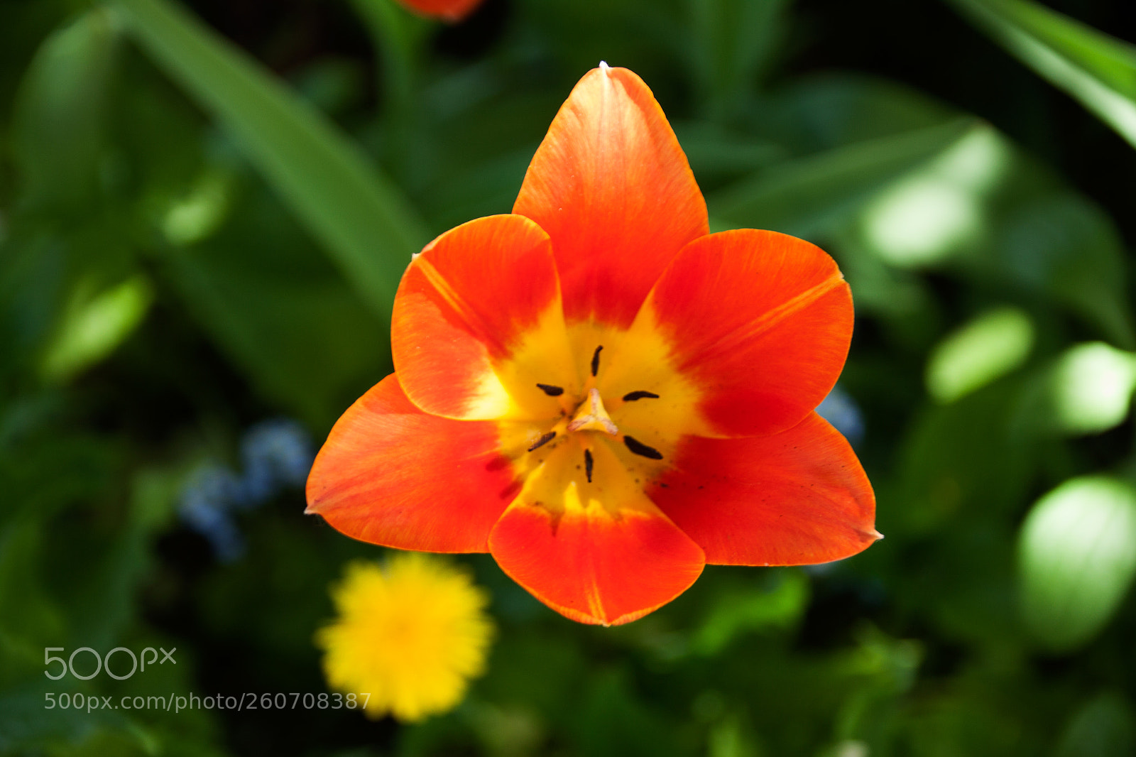 Canon EOS 50D sample photo. Tulips iv photography