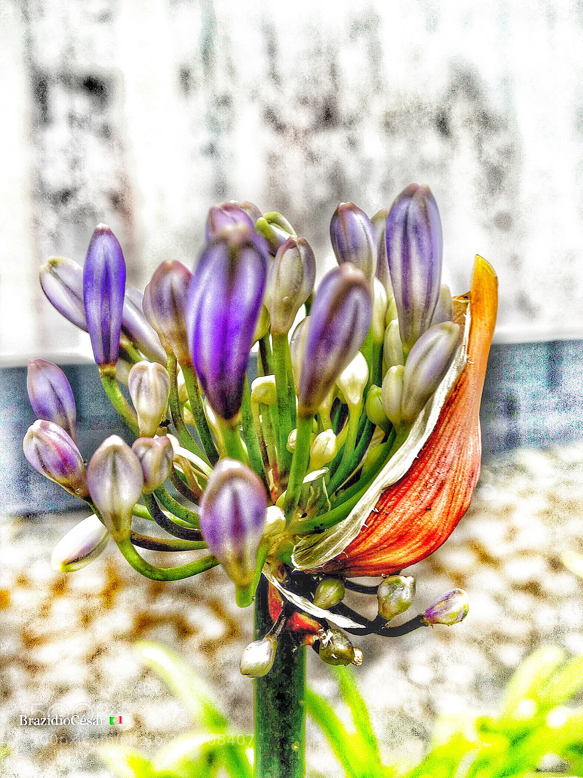Apple iPhone 6s sample photo. Untitled photography