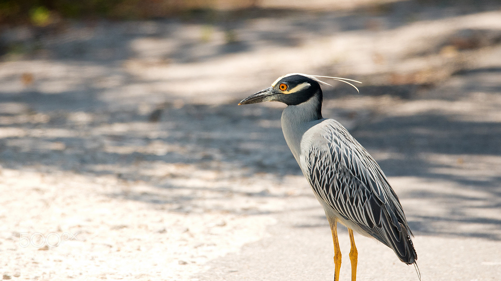 Nikon D750 sample photo. Yellow-crowned night heron photography