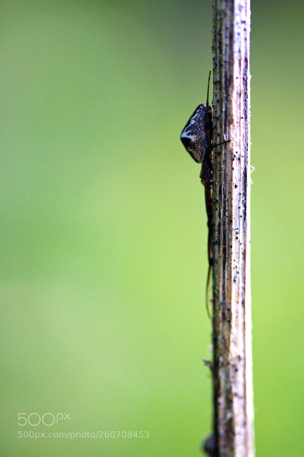 Canon EOS 40D sample photo. Araneus angulatus photography